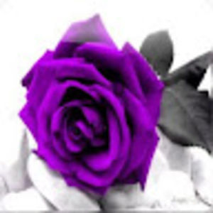 Meet your Posher, Le